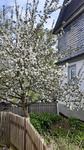 Apfelblüte am Einrichmuseum.